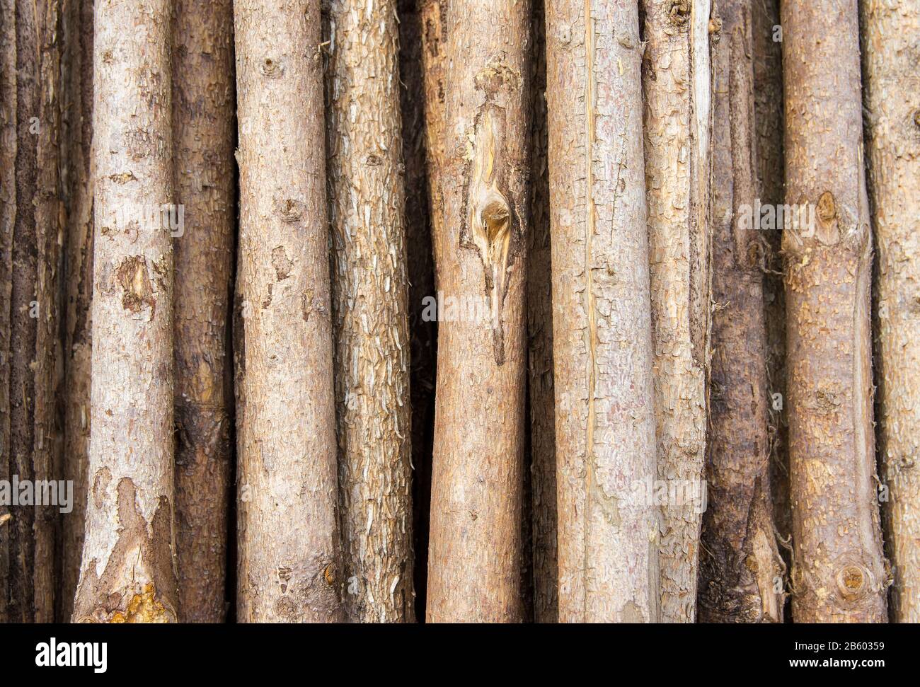 tessitura di tronchi di albero con dettaglio di legno Foto Stock
