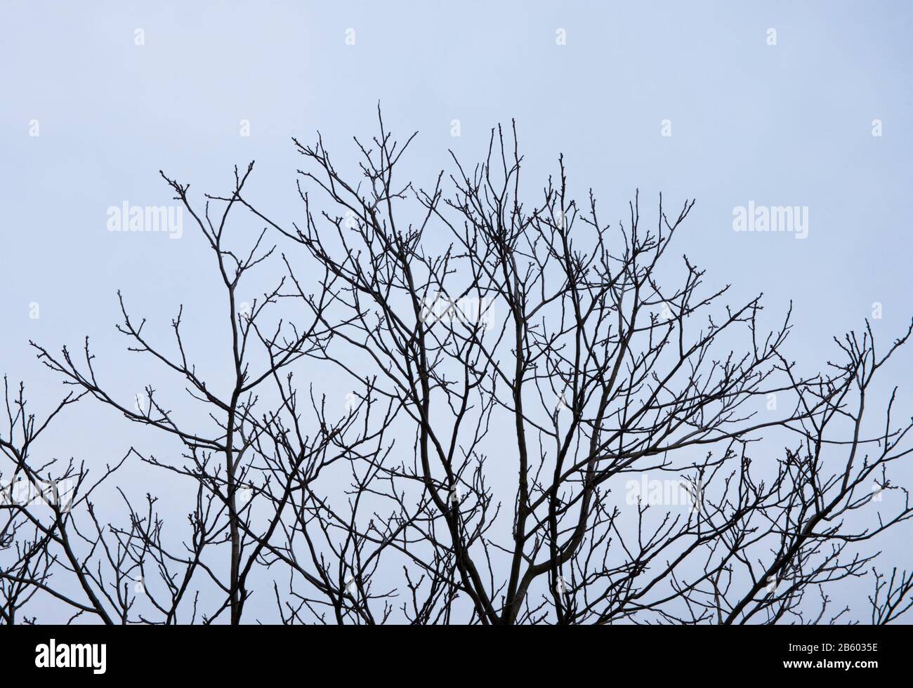 albero secco con cielo blu sullo sfondo Foto Stock