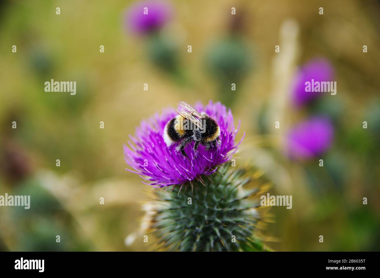 vicino a un'ape sconnessa sul fiore. concetto colorato. brezza estiva Foto Stock