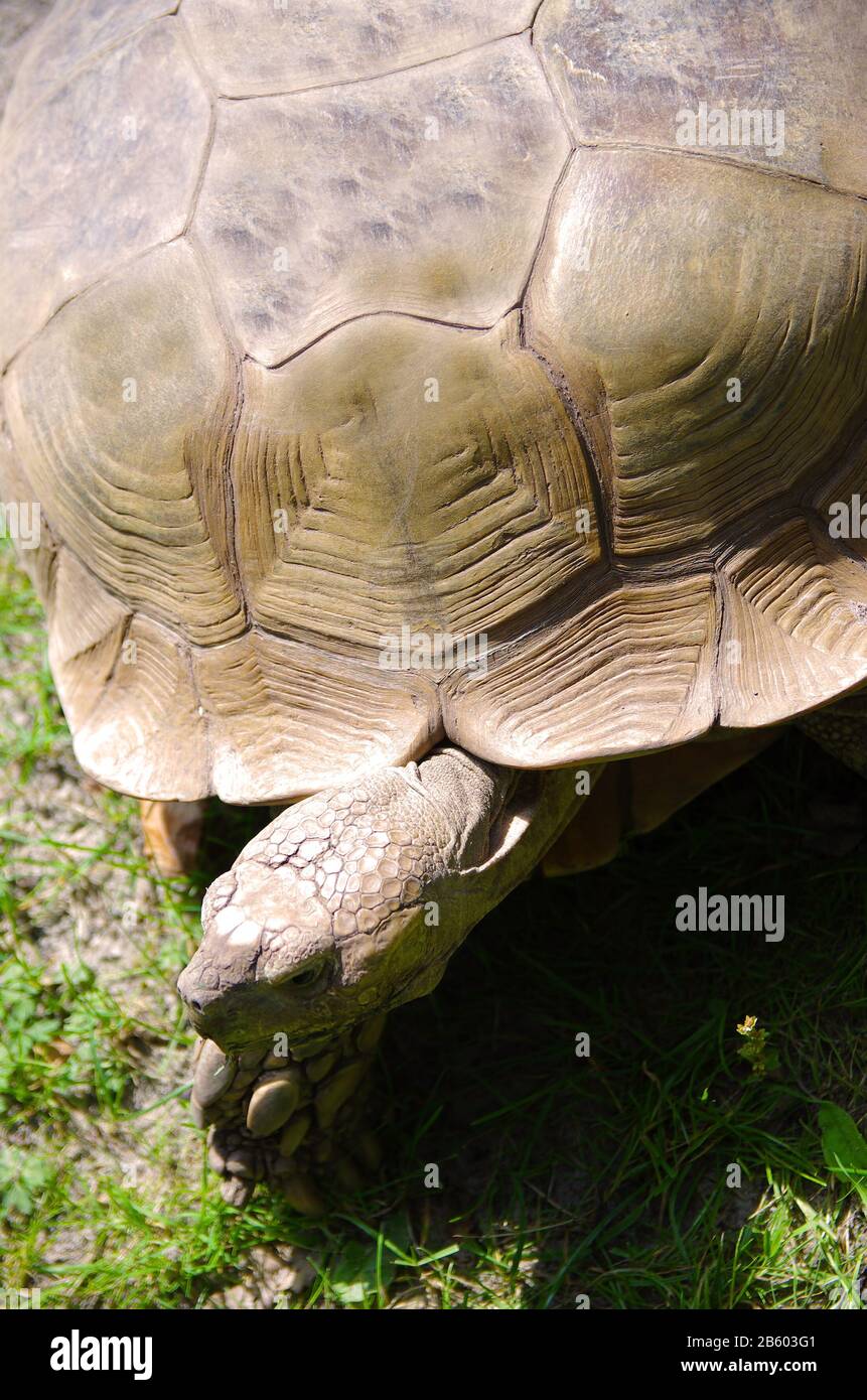 primo piano di tartaruga grande seduto sull'erba Foto Stock