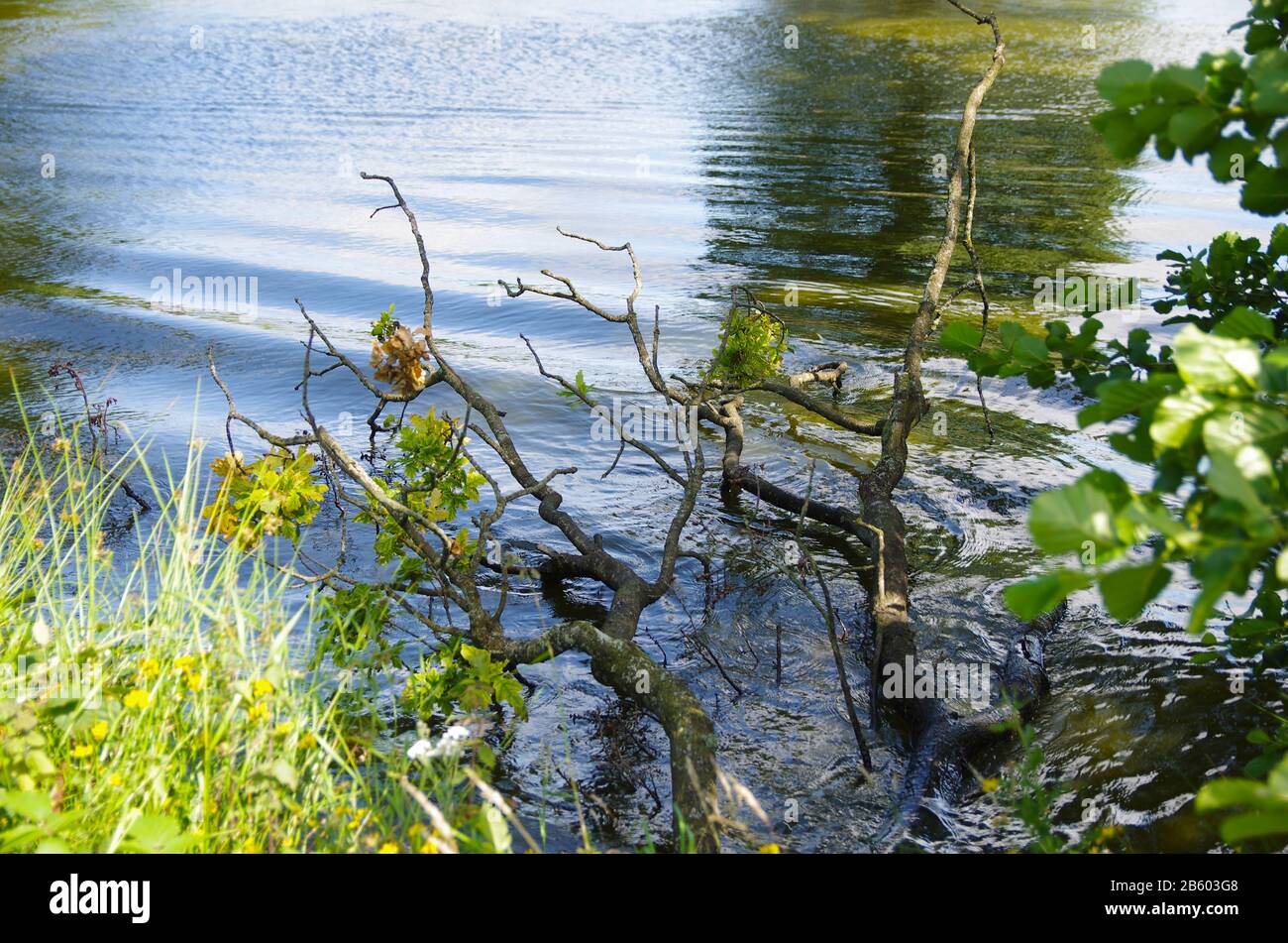 bordo del lago con ramoscelli Foto Stock