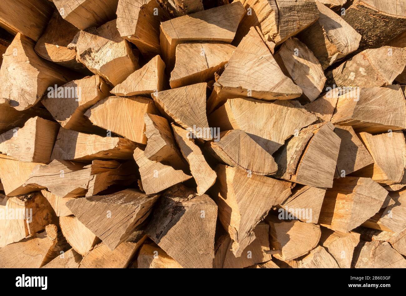 legno di faggio tagliato e incrinato Foto Stock