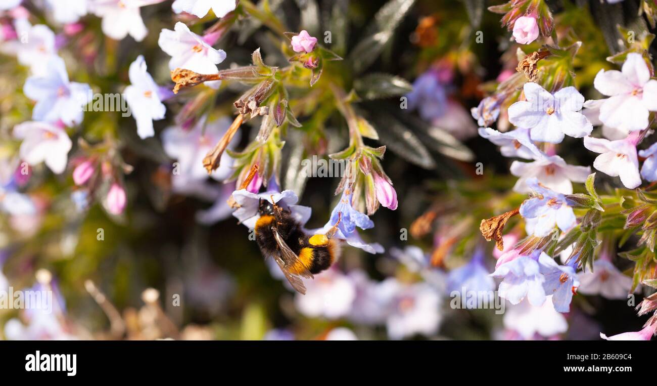Primo piano di un bumblebee a coda bianca (Bombus luorum) nettare che foraging su delicate teste di fiori blu di Lithodora zahnii / Zahns Gromwell Foto Stock