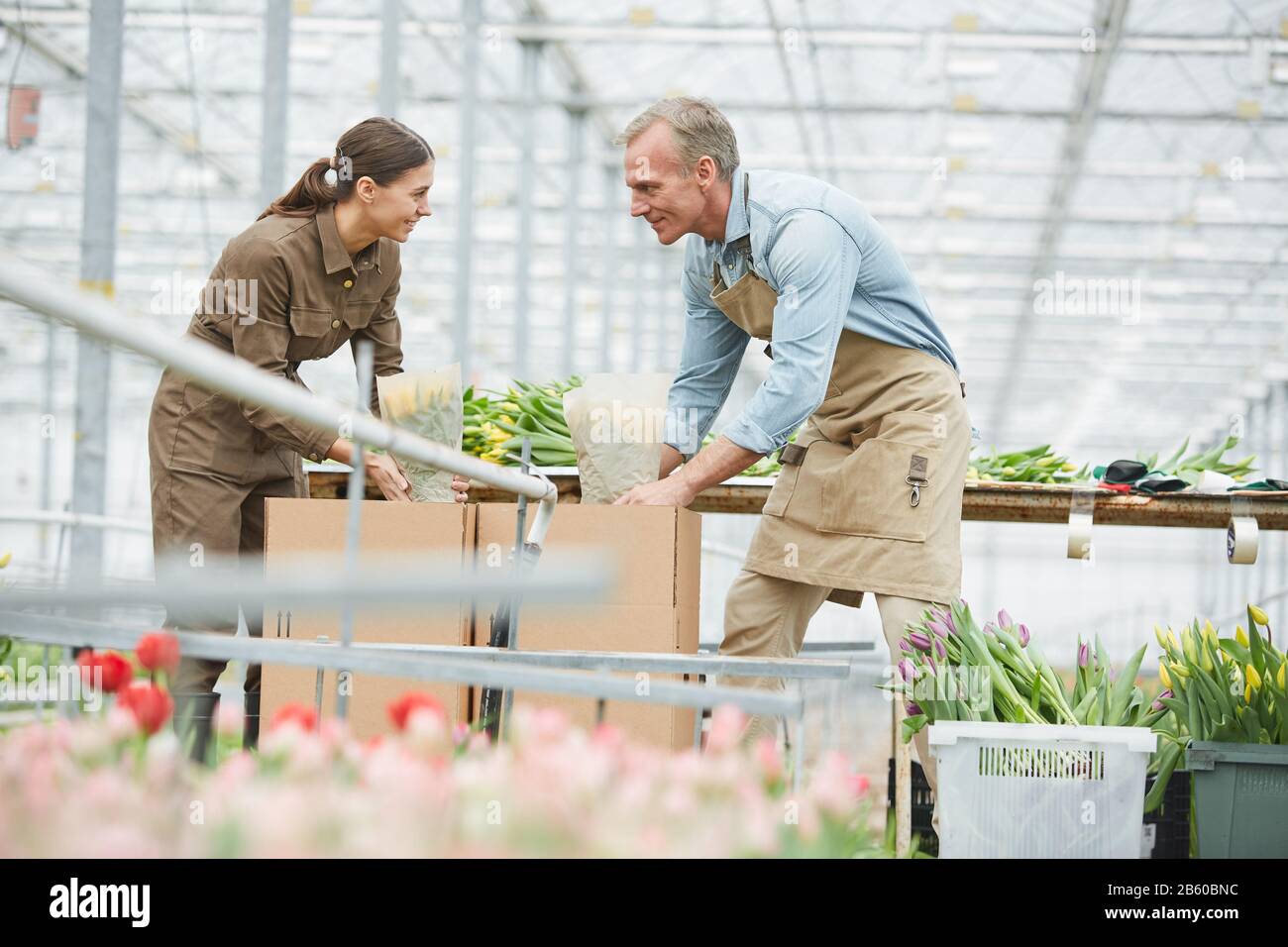 Ritratto di vista laterale di due lavoratori allegri che imballano tulipani freschi sulla piantagione di fiori in serra, copia spazio Foto Stock