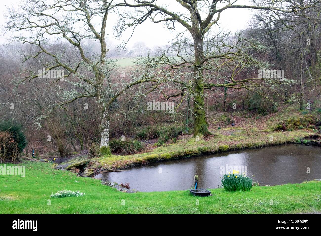 Giardino stagno piscina nel mese di febbraio paesaggio invernale con narcisi primaverili nella pioggia in Carmarthenshire West Wales UK KATHY DEWITT Foto Stock