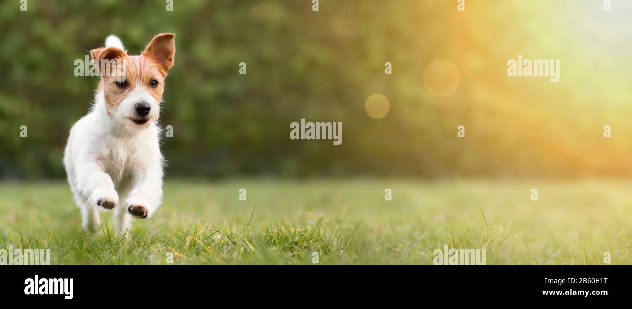 Primavera, concetto estivo, divertente cane da compagnia cucciolo correre in erba e ascoltare con orecchie divertenti Foto Stock