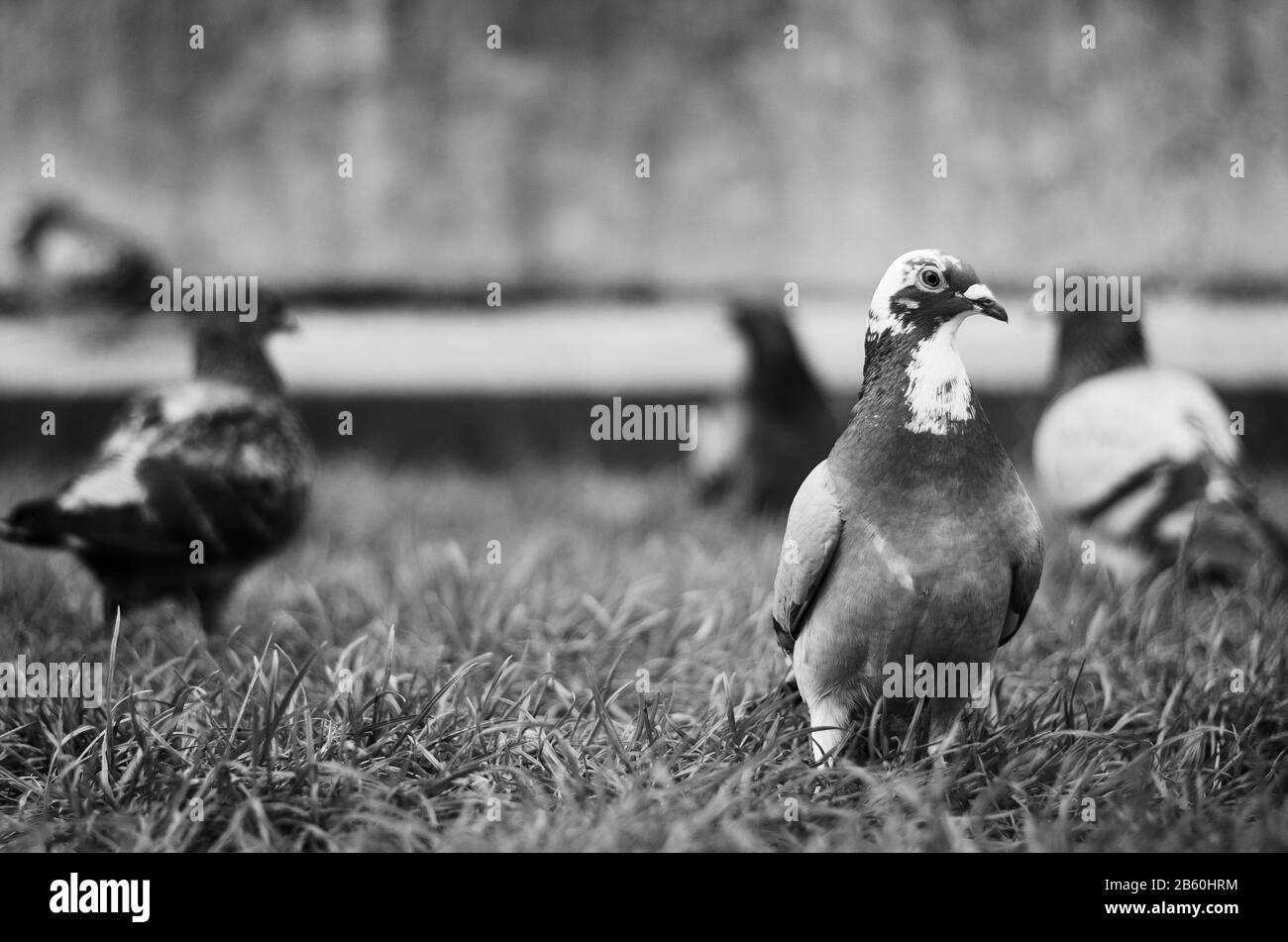 Ritratto di piccione bianco e nero con gruppo di piccioni sullo sfondo Foto Stock