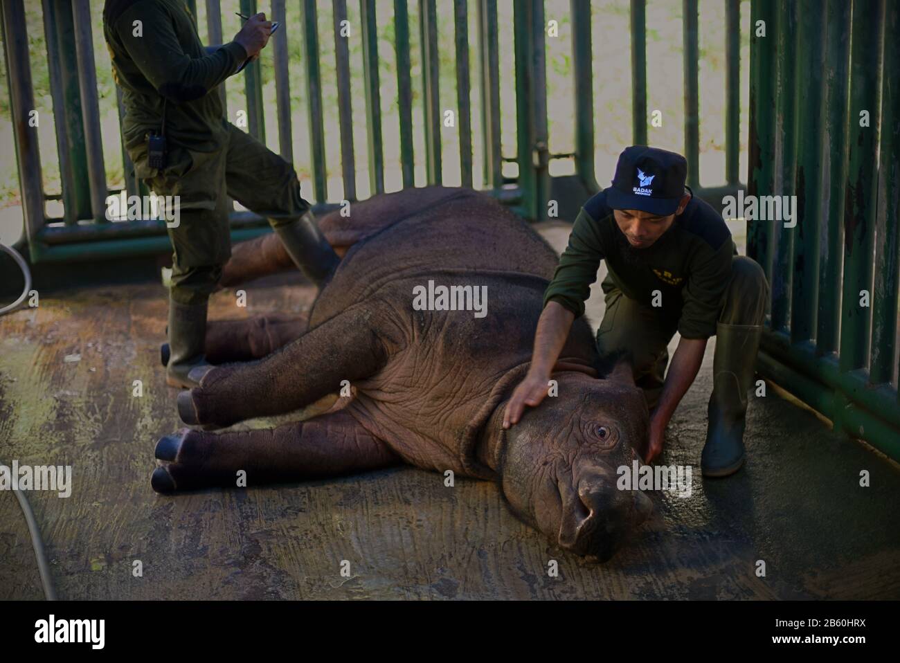 Un medico veterinario e un ranger esaminano Andatu, un giovane rinoceronte di Sumatran, presso il Sumatran Rhino Sanctuary Facility, Indonesia. Foto Stock