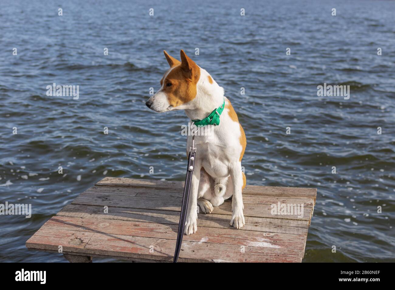 Ritratto di coraggioso e curioso cane Basenji seduto e rilassante sul tavolo di pescatori in legno sul fiume Dnipro in Ucraina Foto Stock