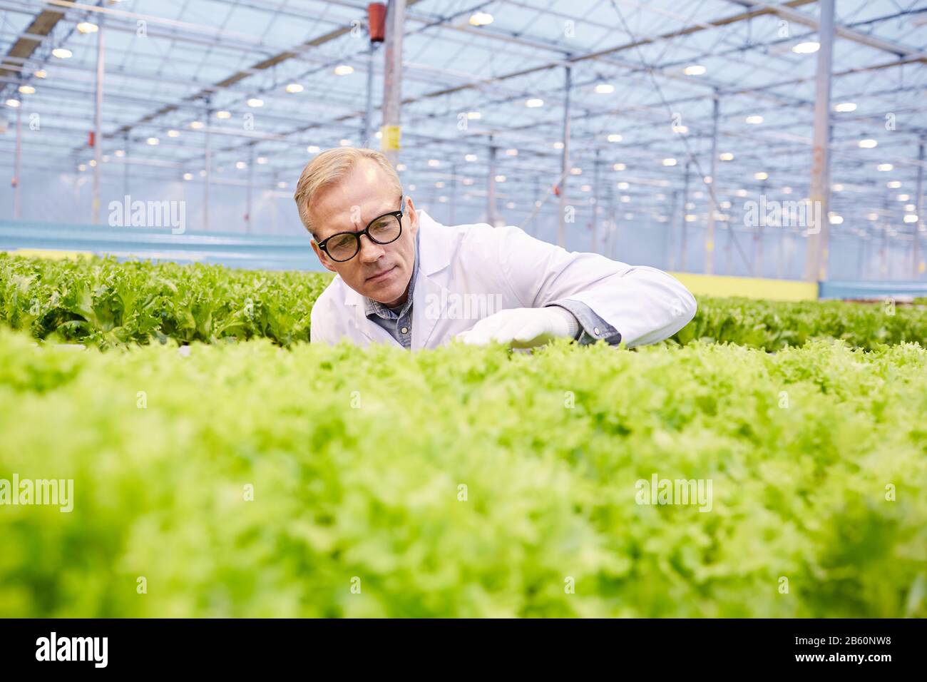 Ritratto di scienziato maturo esaminando verdure a piantagione in serra industriale, copia spazio Foto Stock