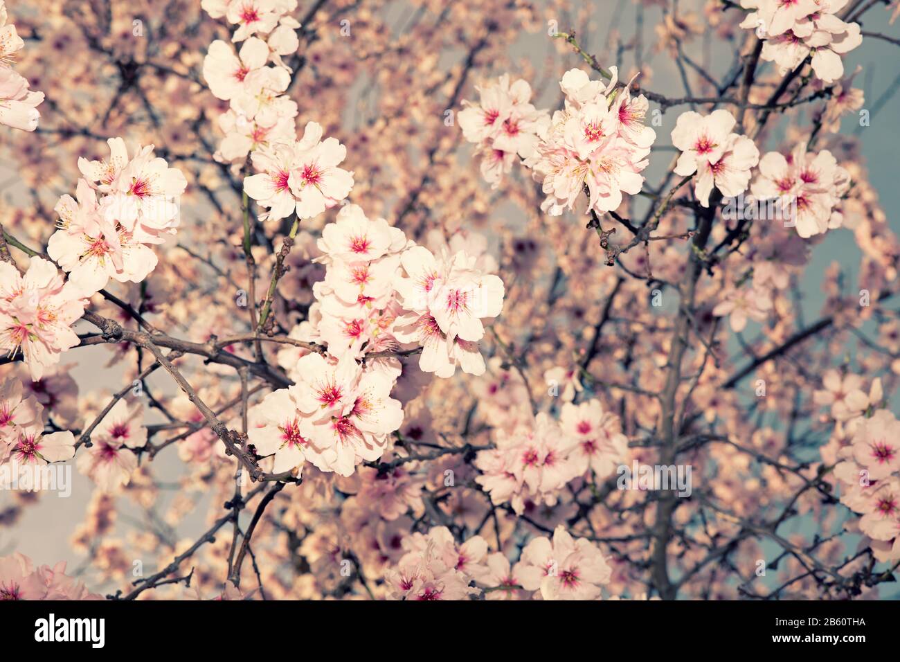 morbida immagine di mandorla fiore in primavera Foto Stock