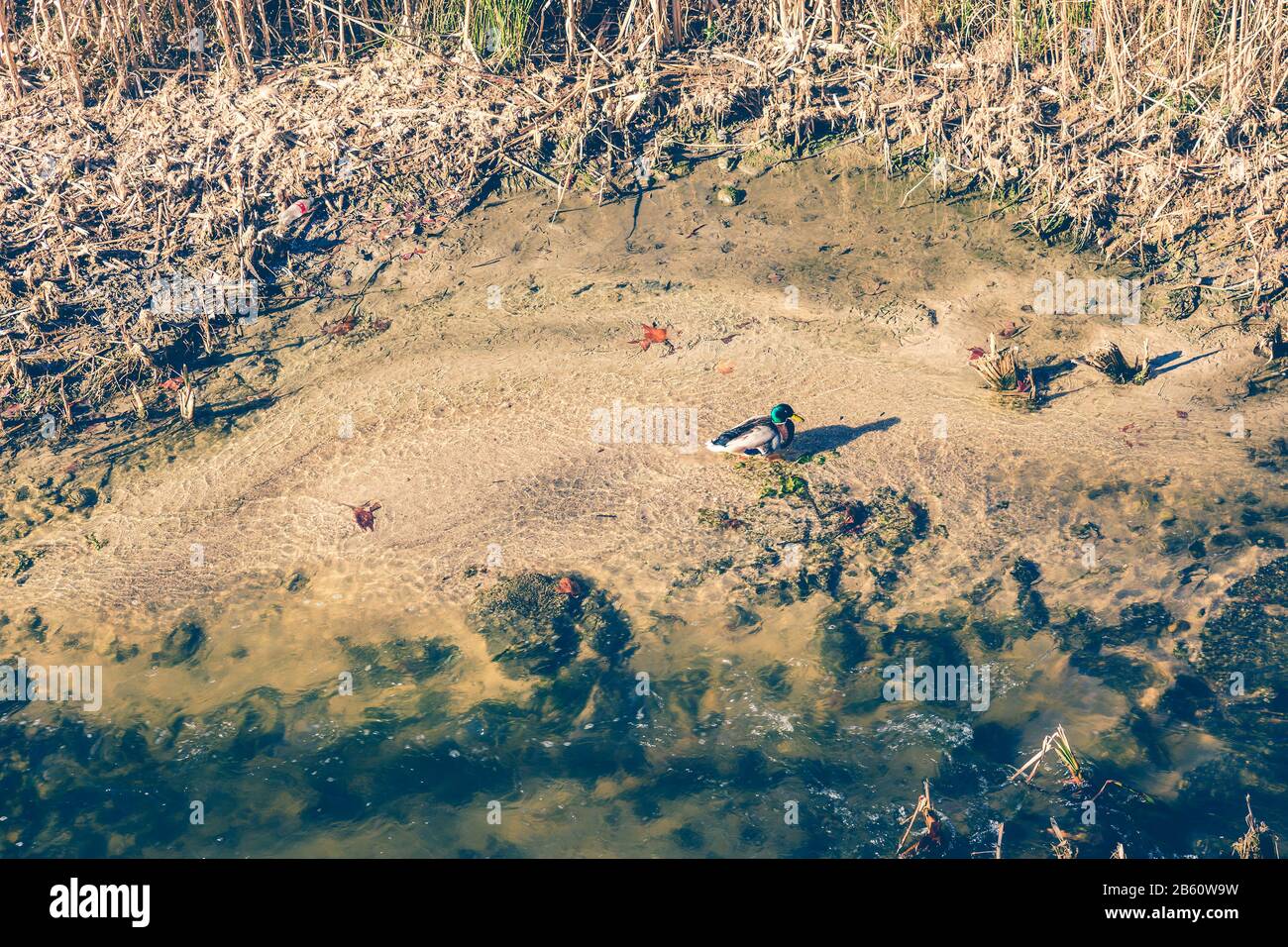 vista dall'alto di un'anatra su un fiume poco profondo e sporco circondato da canne Foto Stock