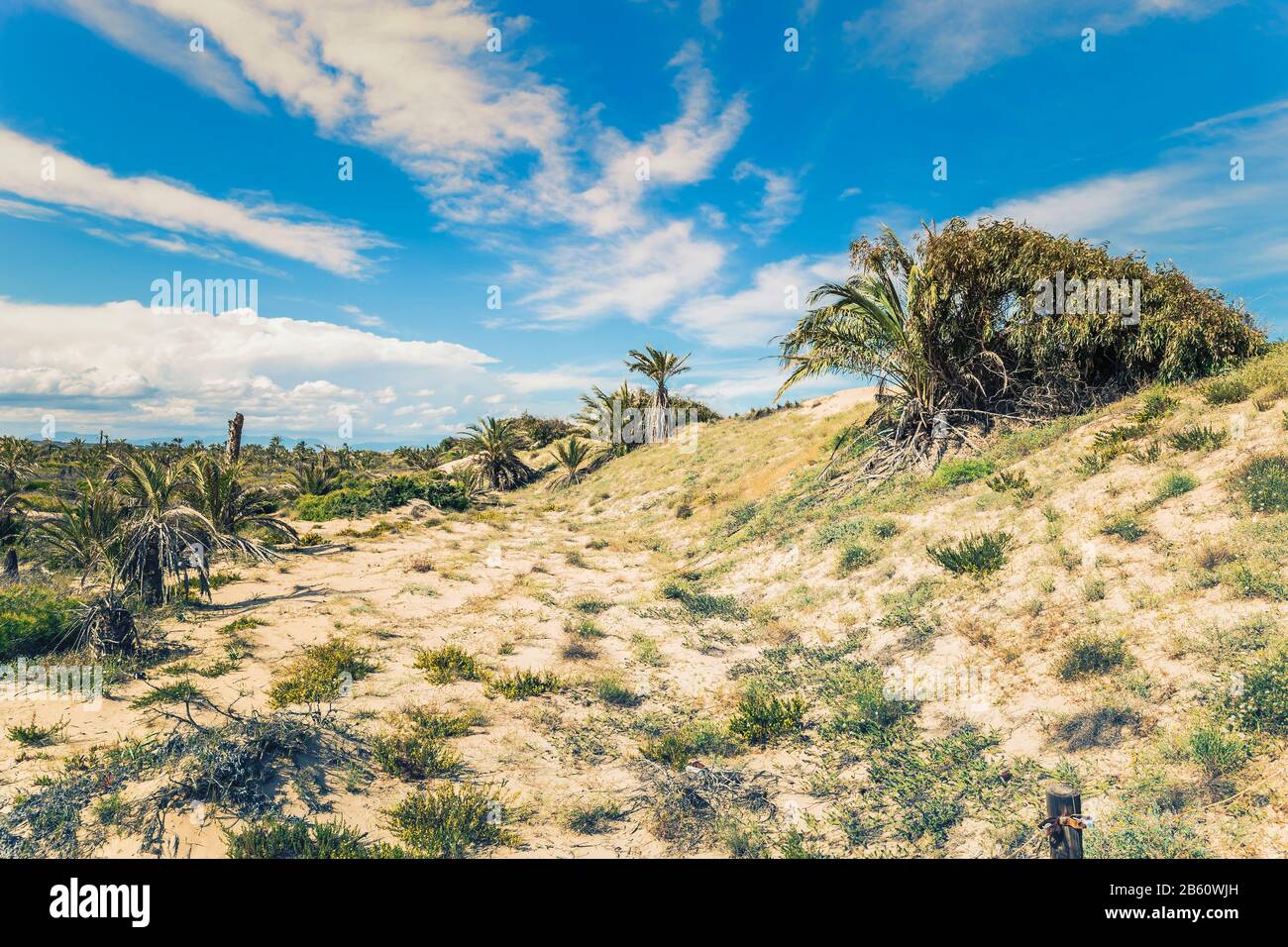 paesaggio mediterraneo con dune di sabbia palme e vegetazione verde per tenere le dune Foto Stock