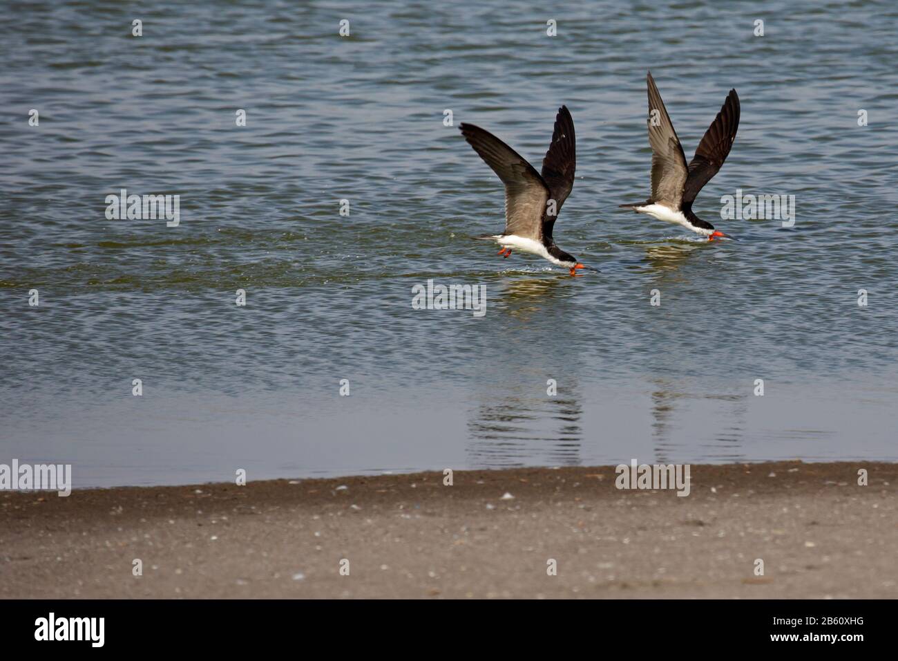 Due skimmer neri che sfiora lo stagno cileno Foto Stock