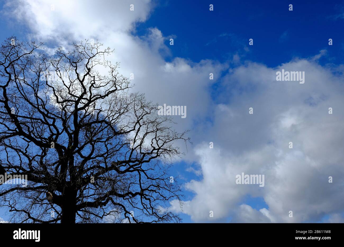 silhouette di quercia su cielo nuvoloso blu Foto Stock