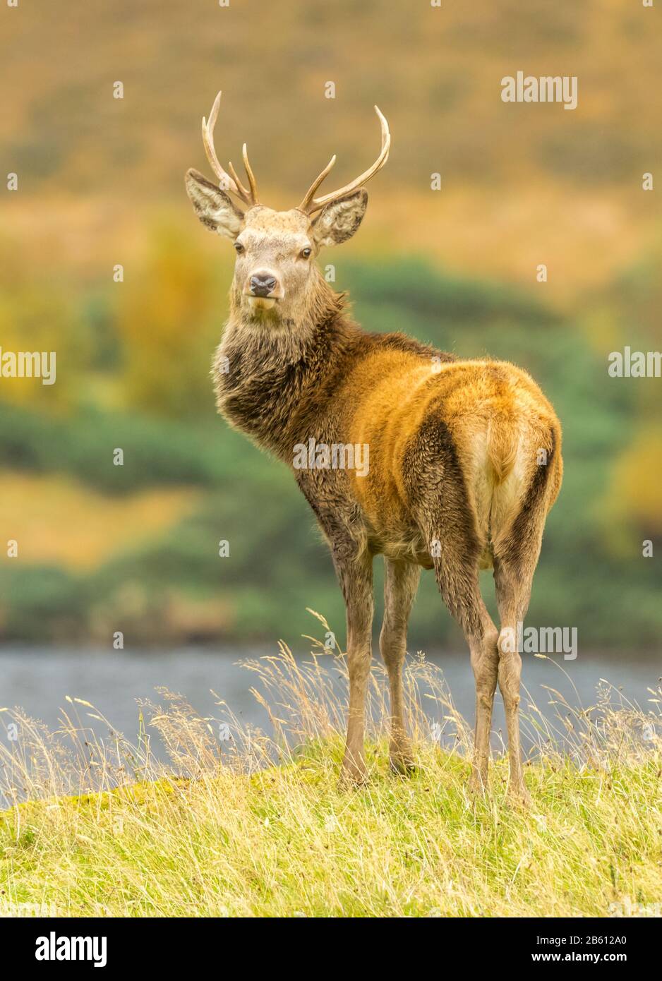 Ritratto di un cervo rosso (nome latino: Cervus elaphus) UN giovane cervo si fermò maestosamente oltre ad un loch a Glen Strathfarrar, Highlands scozzesi. Foto Stock
