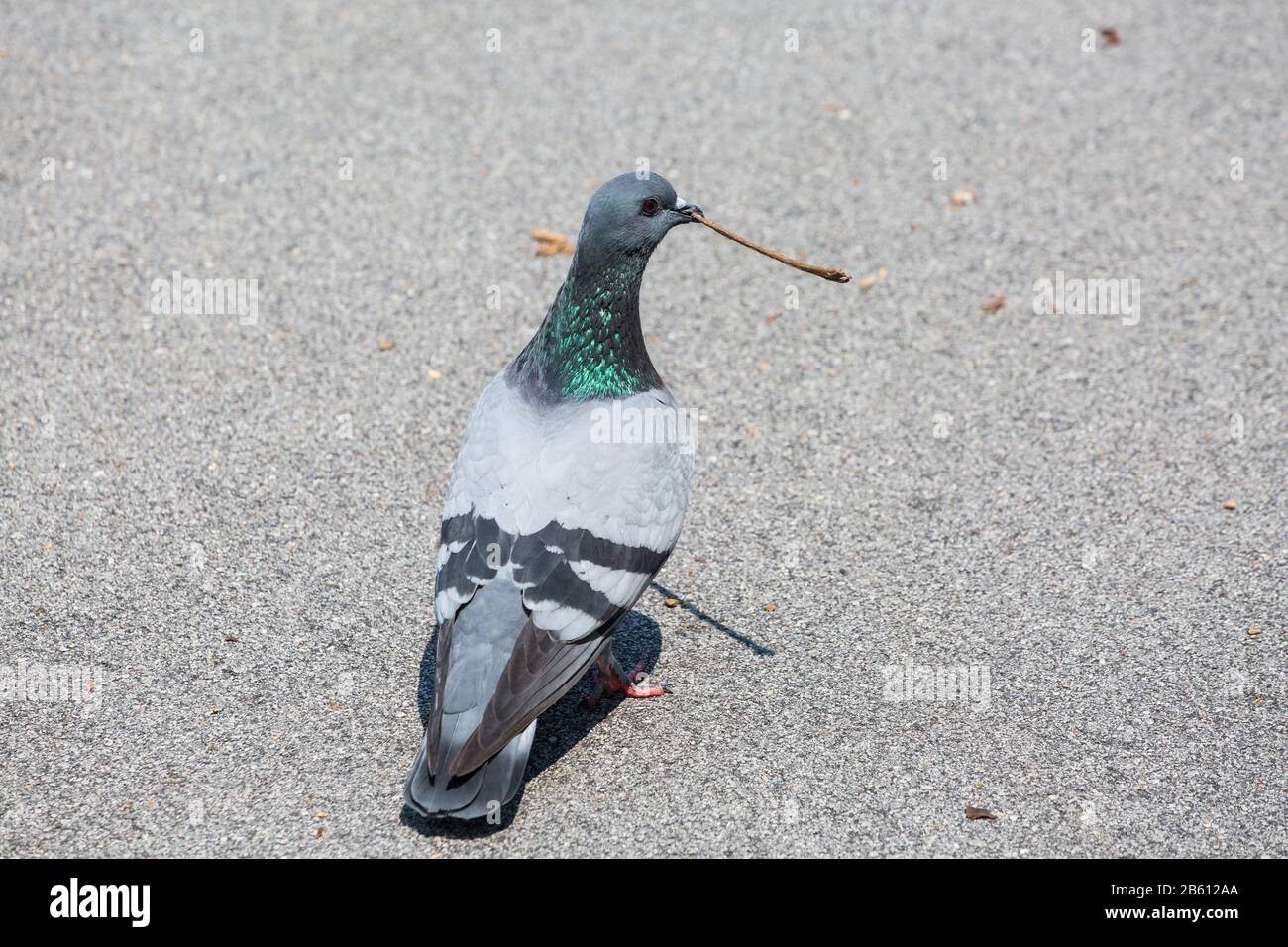 Pigeon che lo usa per tenere un piccolo ramo di albero. Foto Stock