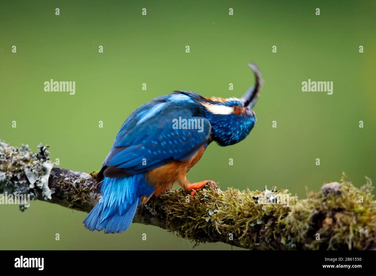 Martin pescatore maschio che pesca su un ramo mossy Foto Stock