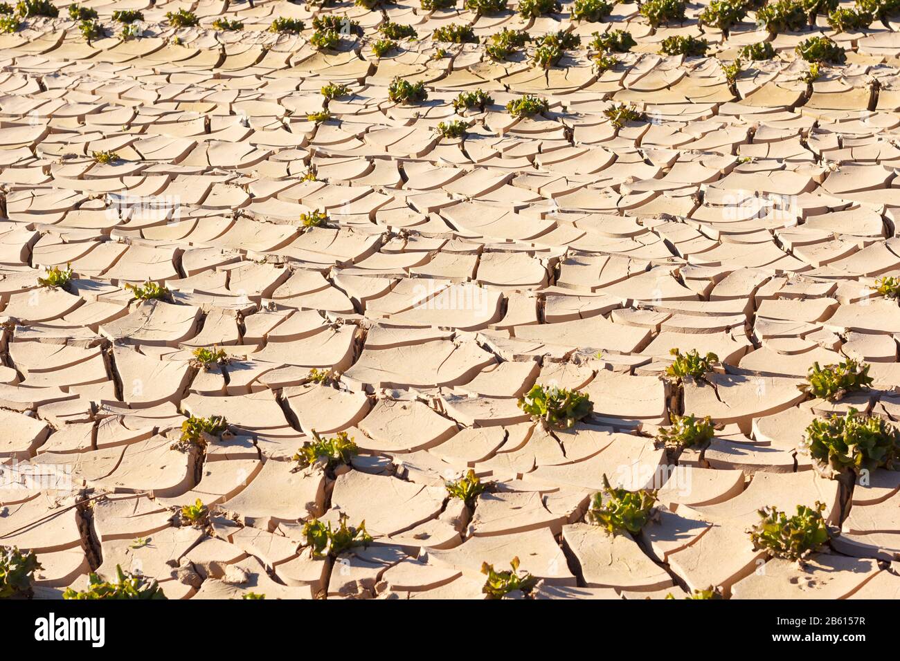 Mancanza d'acqua, sole e poca pioggia, terra rotta da poca irrigazione e molto calda. Terra battuta. Piccola vegetazione, arida e scarsamente coltivata Foto Stock