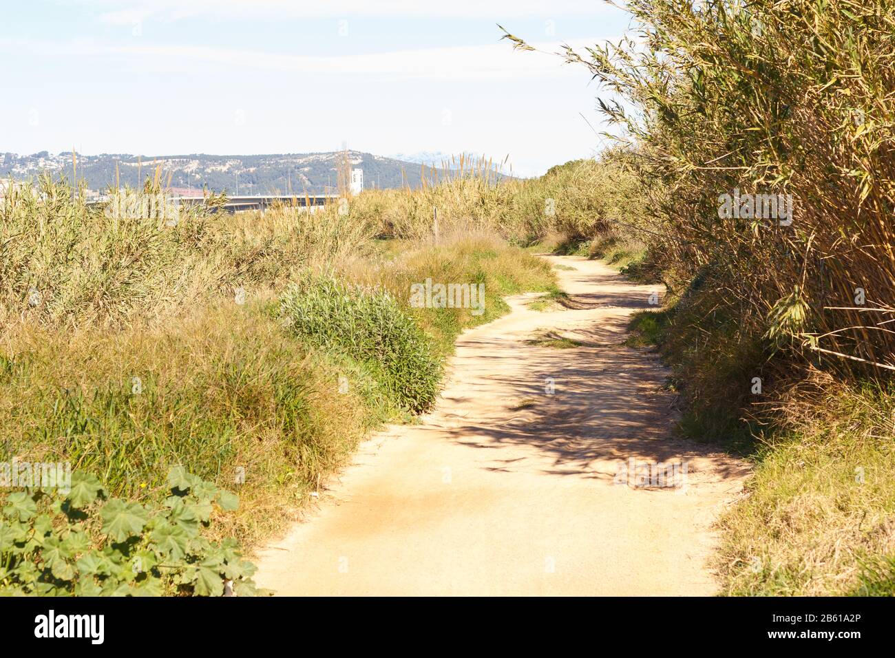 Strada che va ai campi di coltivazione e corre parallela al fiume Llobregat nella zona agricola di Baix L; libregat nella provincia di B. Foto Stock