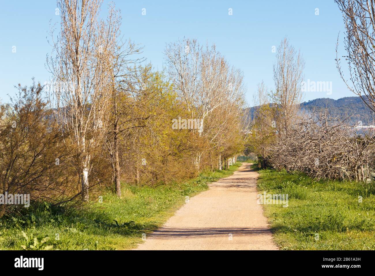 Strada che va ai campi di coltivazione e corre parallela al fiume Llobregat nella zona agricola di Baix L; libregat nella provincia di B. Foto Stock