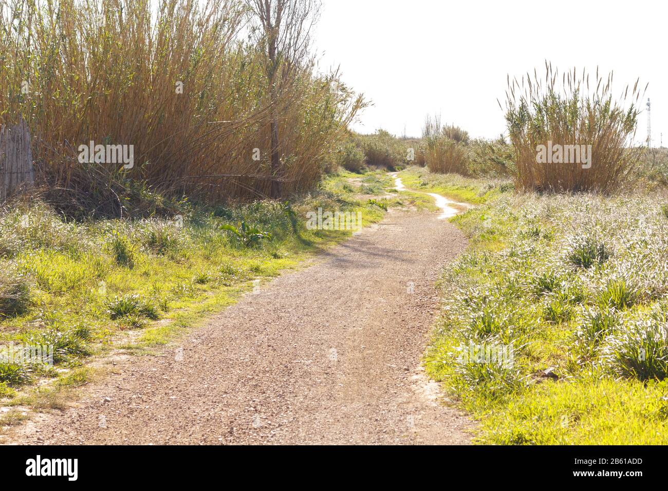 Strada che va ai campi di coltivazione e corre parallela al fiume Llobregat nella zona agricola di Baix L; libregat nella provincia di B. Foto Stock