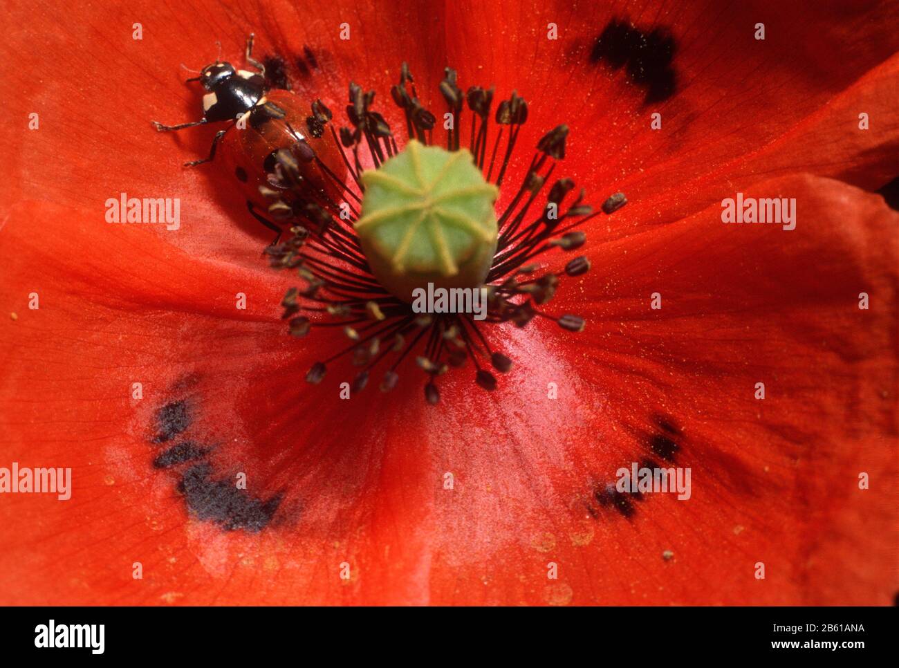 Primo piano di un fiore rosso papavero con un ladybird Foto Stock