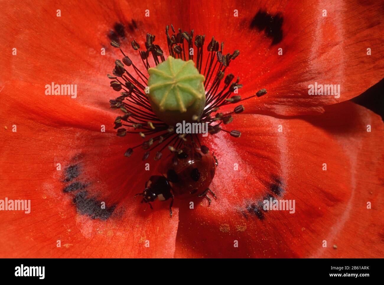 Primo piano di un fiore rosso papavero con un ladybird Foto Stock