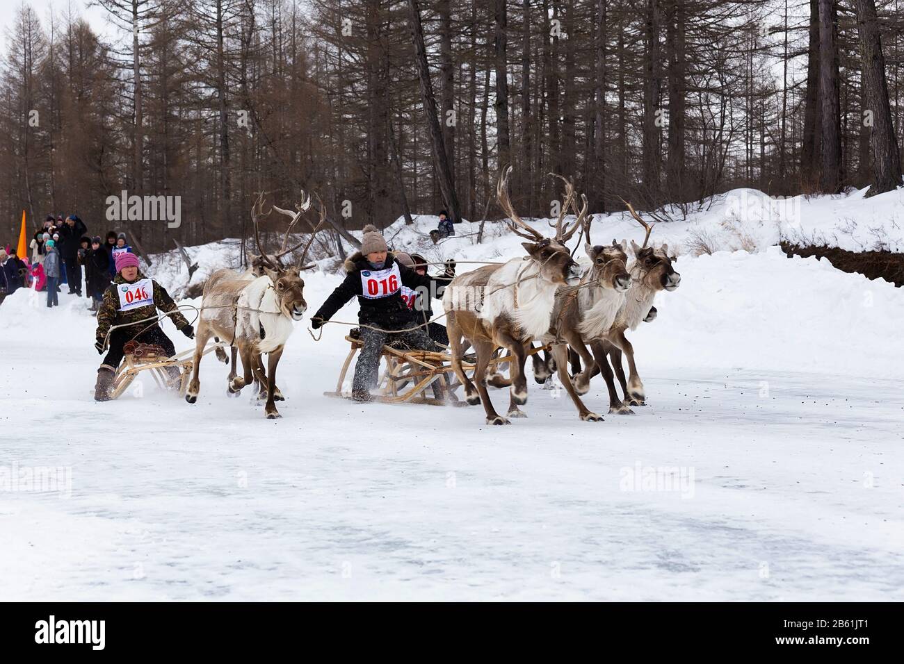 Iengra, Distretto Di Neryungri, Yakutia, Russia. 7 marzo 2020 Reledeer Racing per la celebrazione degli allevatori di renne Foto Stock