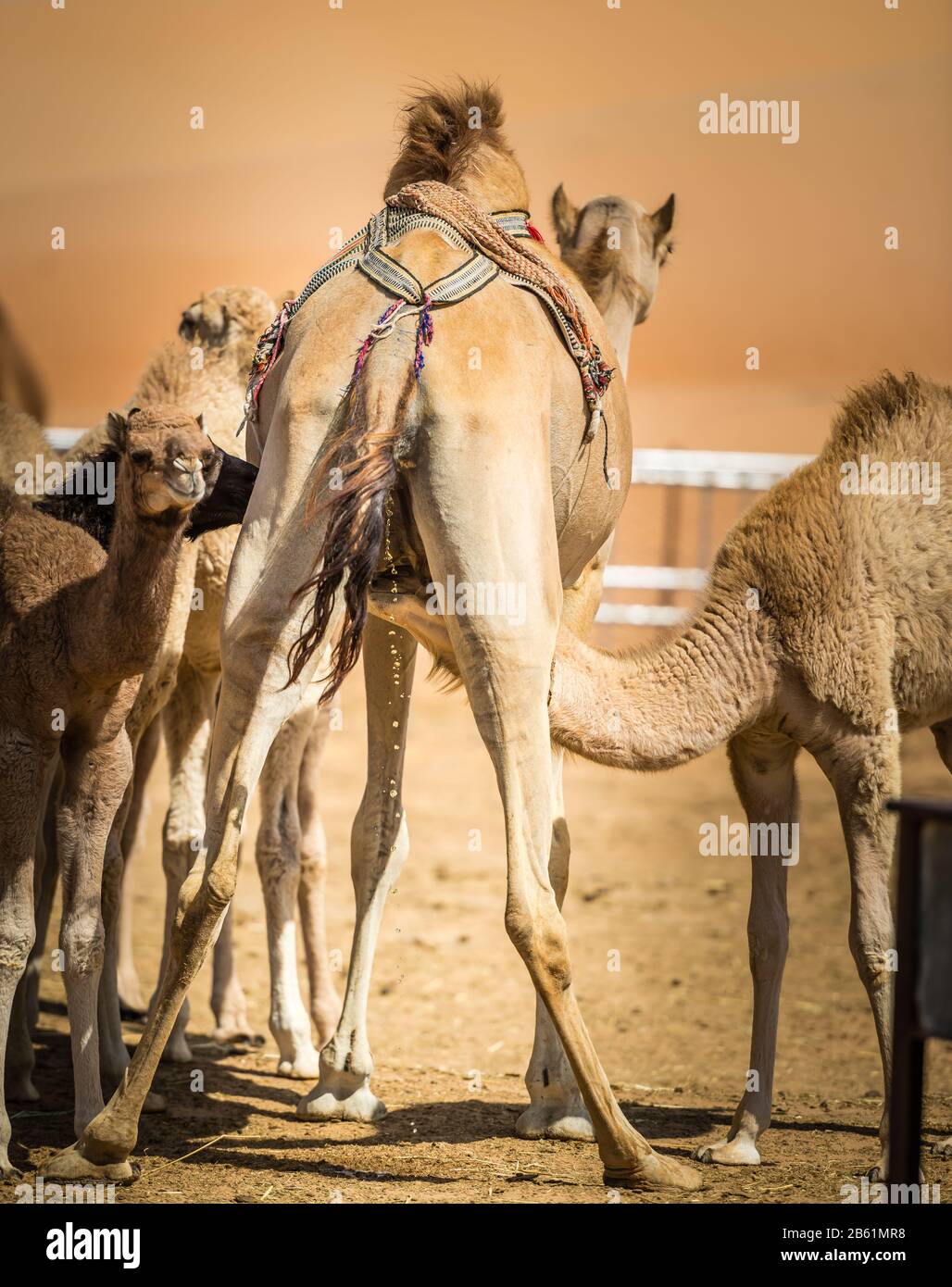 i cammelli si muovono nel deserto con una navigazione perfetta e sono attrezzati per gestire il calore e le sfide del clima arido e caldo Foto Stock