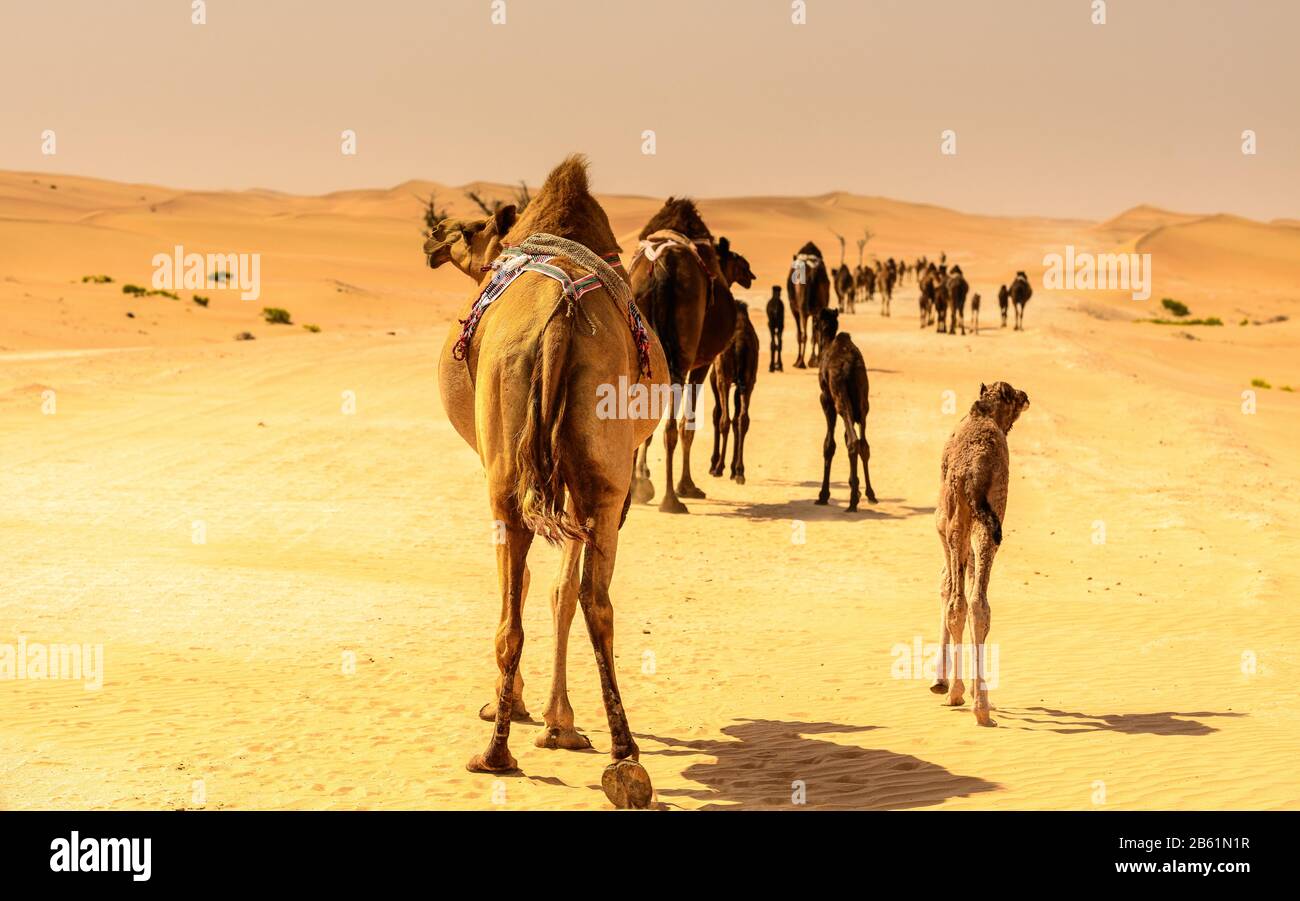 la carovana di cammelli sta trovando il loro senso attraverso il clima arido del deserto, circondato dalla sabbia e dalle dune e da un clima molto caldo Foto Stock