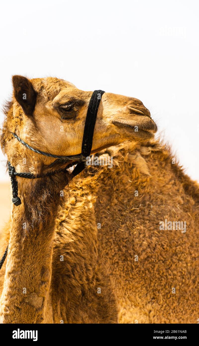 ritratto di un cammello nel deserto, guardando nel suo volto e pelliccia Foto Stock