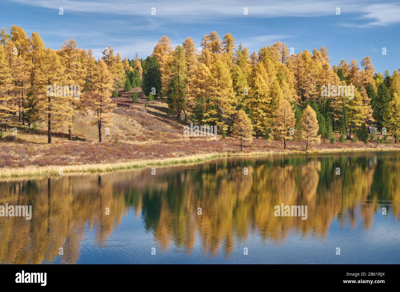 Larches d'oro sul lago di Kidelu nella Repubblica di Altai, Russia Foto Stock