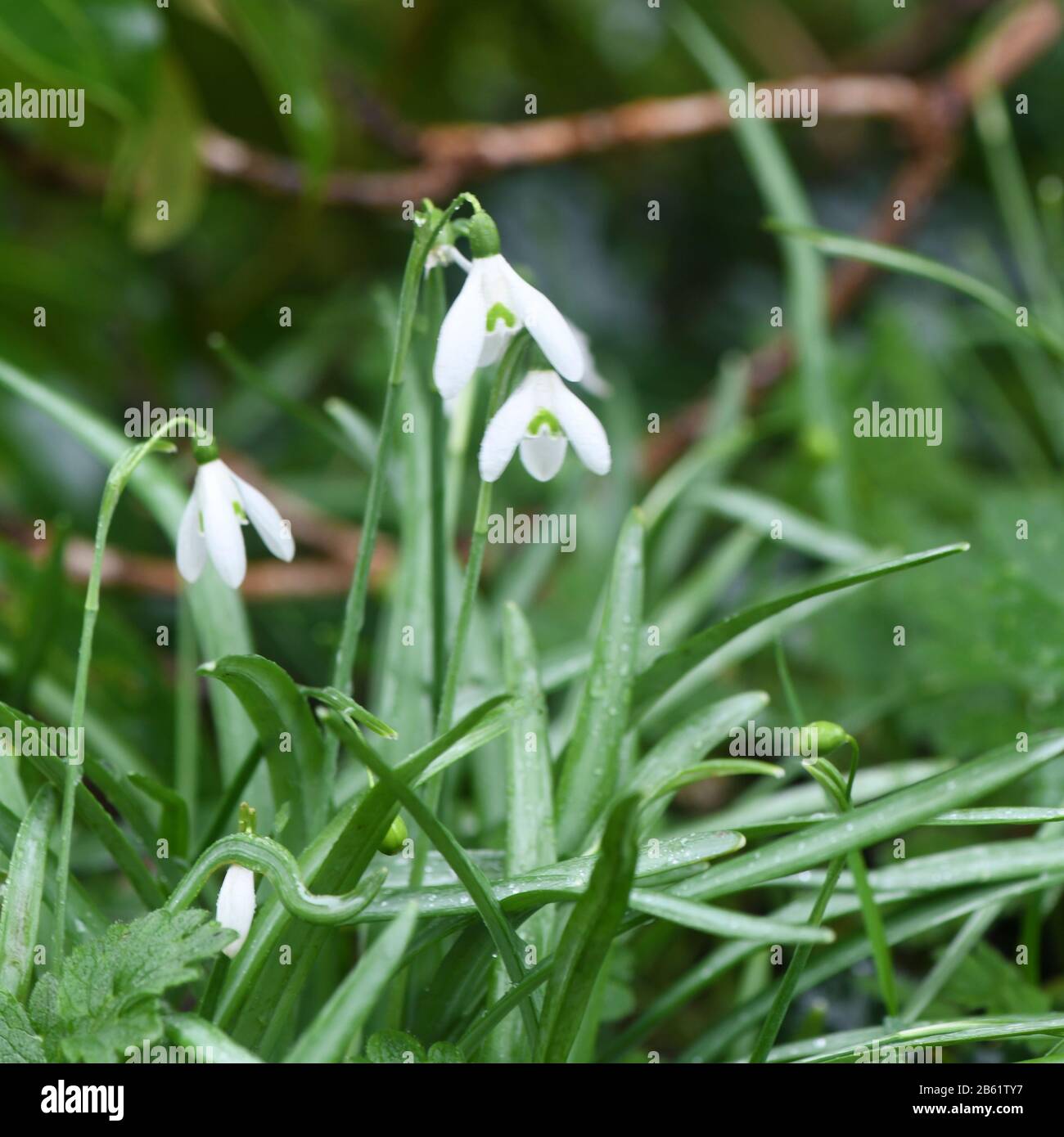 le nevicate fiorite crescono in natura Foto Stock