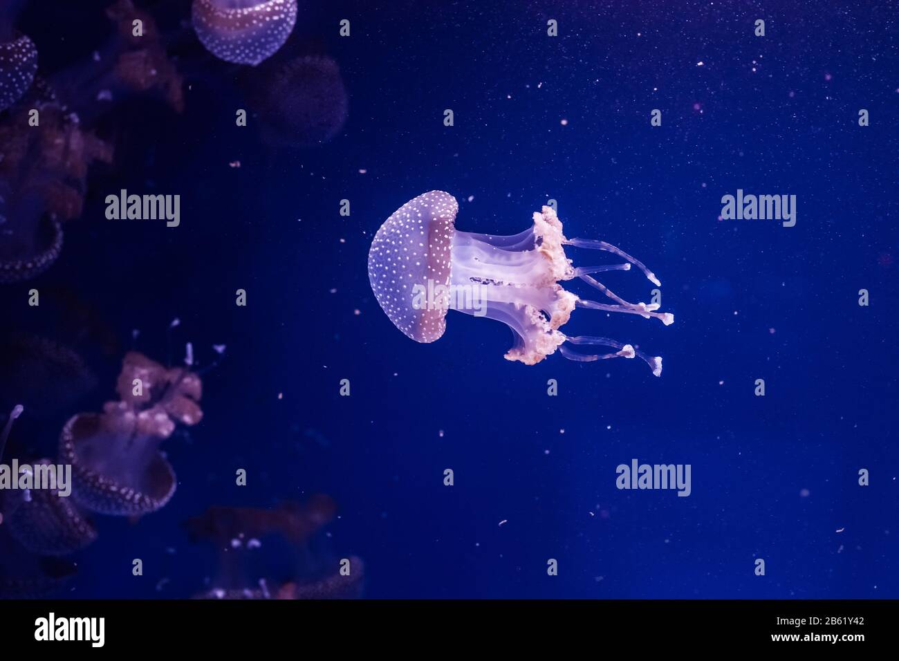 Pesci meduse australiani macchiati in acqua. Phyllorhiza puntata. Foto Stock