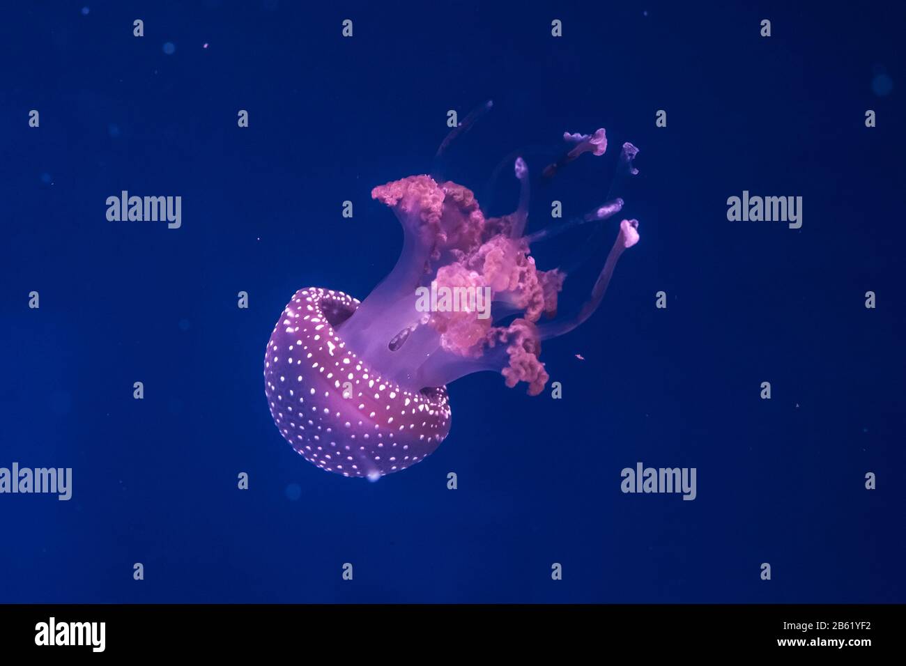 Pesce di medusa australiano nell'acqua. Phyllorhiza puntata. Foto Stock