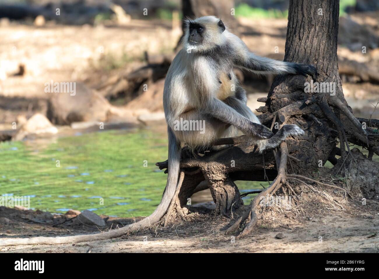 Le Langur grigie (conosciute anche come Hanuman langur) sono pronte per l'azione in un safari mattutino al Parco Nazionale di Ranthambore in India Foto Stock