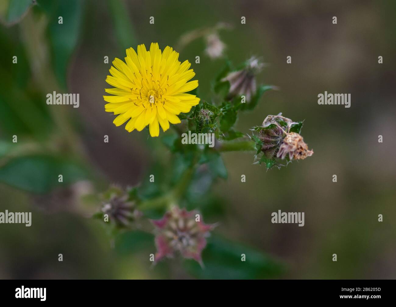 Primo piano di groundsel comune (Senecio vulgaris) in fiore, Peterborough, Cambridgeshire, Inghilterra Foto Stock