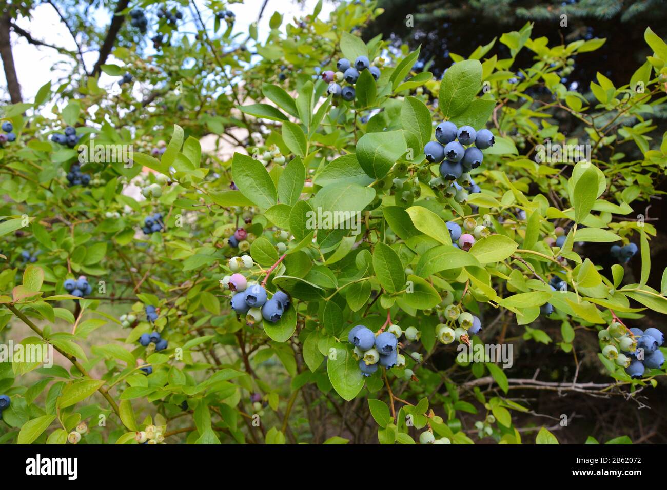 Highbush pianta di mirtillo con frutti Foto Stock