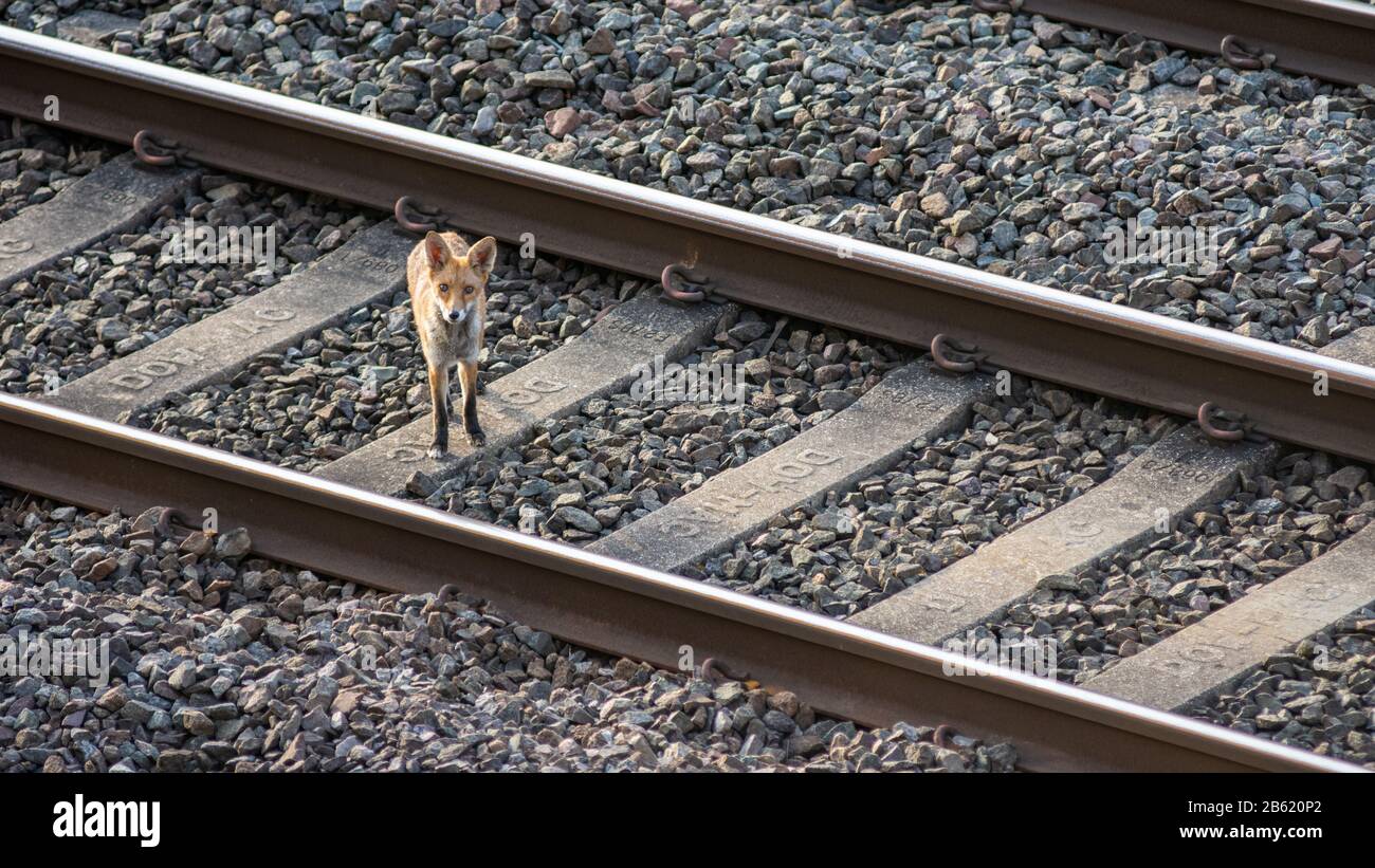 Una volpe urbana cacce lungo il corridoio della linea principale della costa occidentale a Kensal Green nel nord-ovest di Londra. Foto Stock