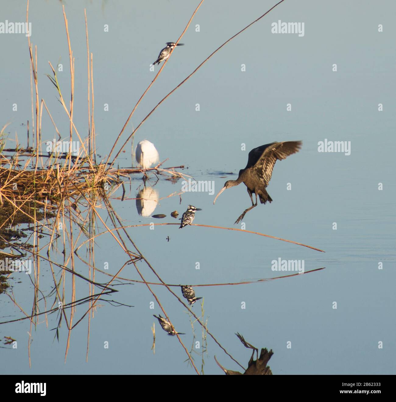 Lucido ibis plegadis falcinellus atterrando in canne di fiume con pied kingfisher ceryle rudis Foto Stock