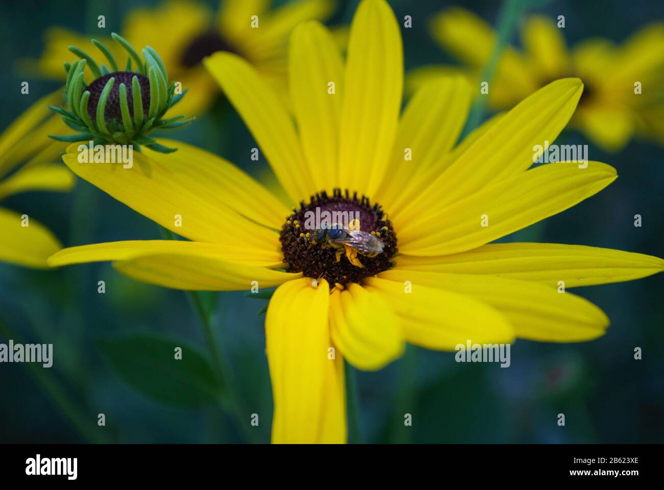 Primo piano di una piccola ape di miele su uno sguardo nero susan Daisy fiore nel mio giardino cortile Foto Stock