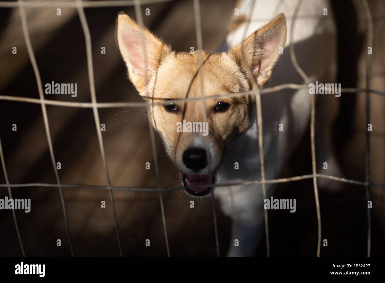 Piccolo cane dietro una recinzione in un riparo del cane Foto Stock