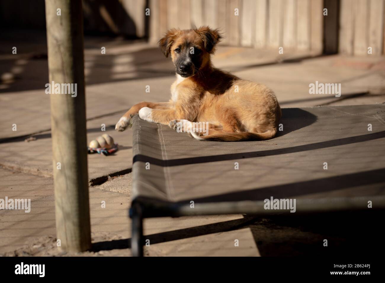 Piccolo cane in un rifugio per cani Foto Stock