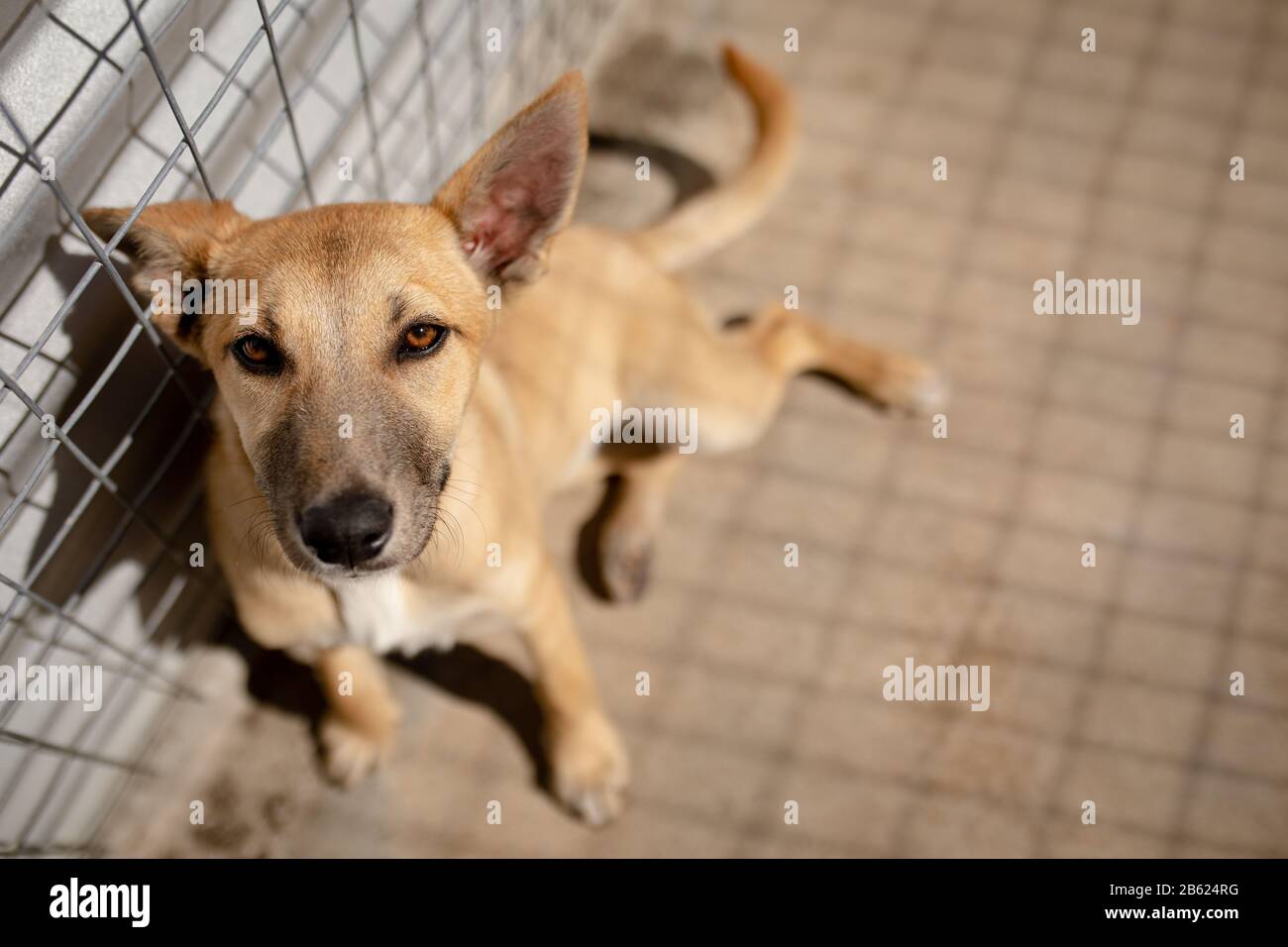 Piccolo cane in un rifugio per cani Foto Stock