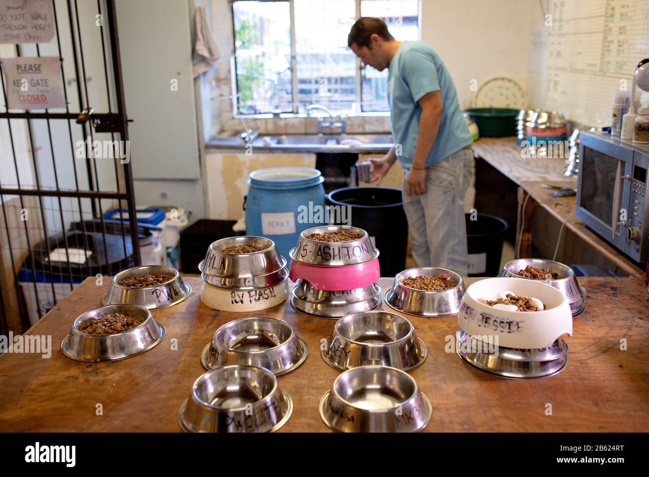 Volontariato mettendo cibo cani in ciotole Foto Stock