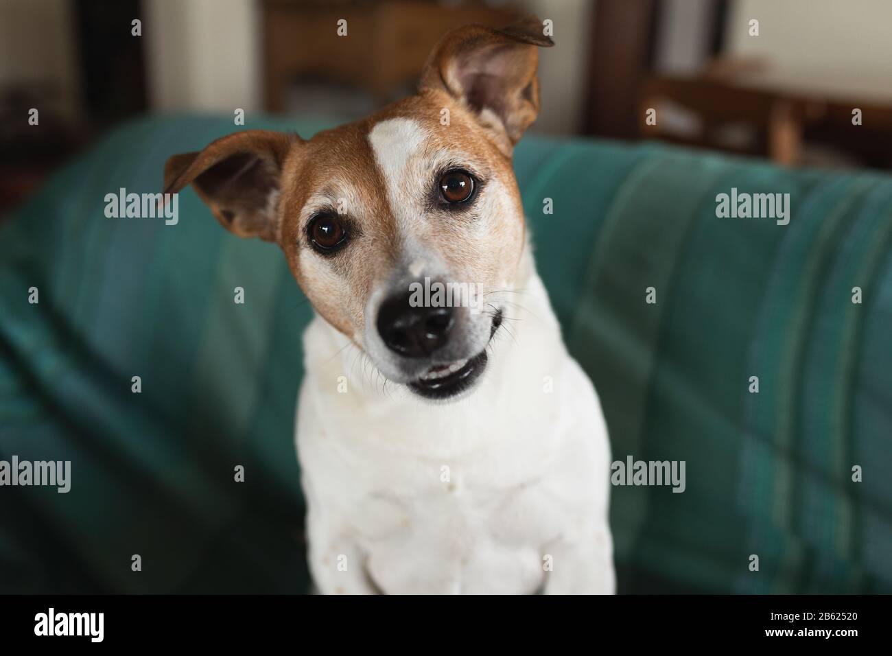 Piccolo cane su un divano Foto Stock