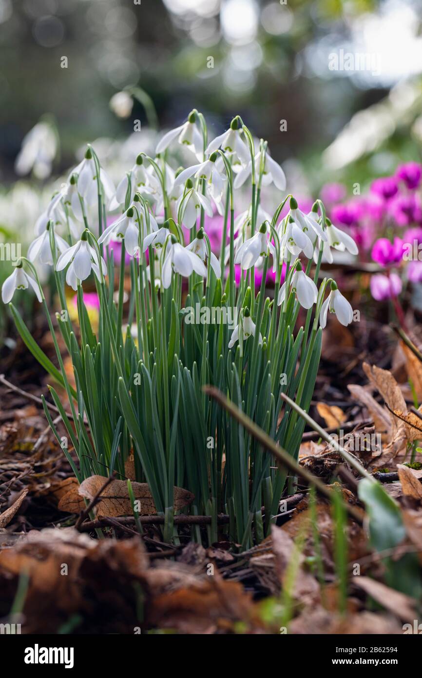 Primo piano di un grumo di gocce di neve (Galanthus) fiorito nel mese di febbraio tra foglie secche e ciclamini in un giardino primaverile britannico, Inghilterra Foto Stock