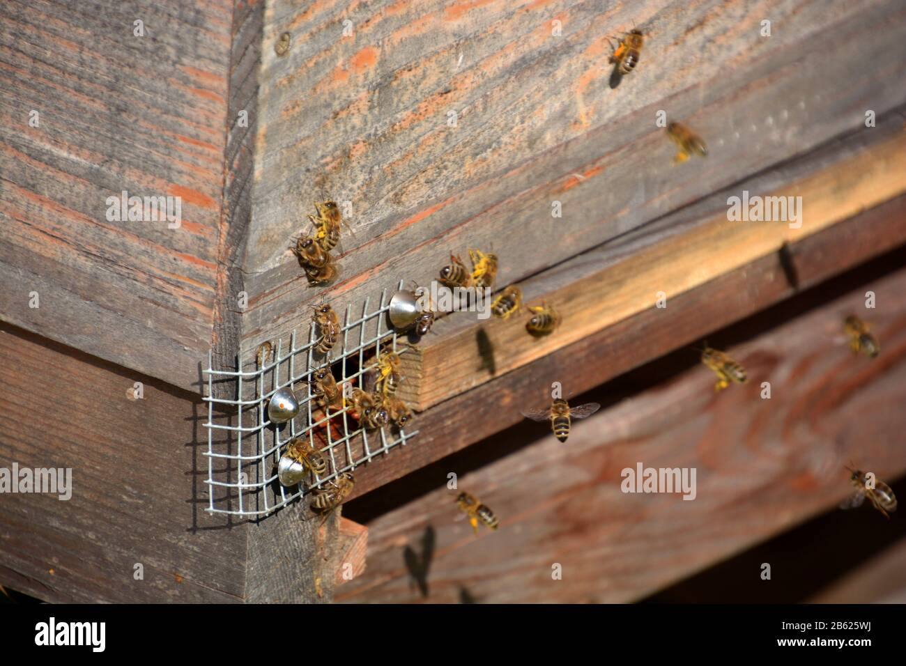 primo piano di api volanti vicino all'alveare con polline sulle gambe, macro di api con sacco di polline giallo Foto Stock