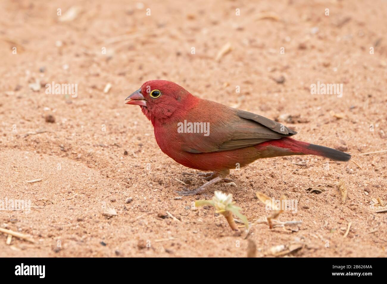 Lucciole rosse, Lagonosticta senegala, maschio adulto in piedi a terra, Gambia Foto Stock